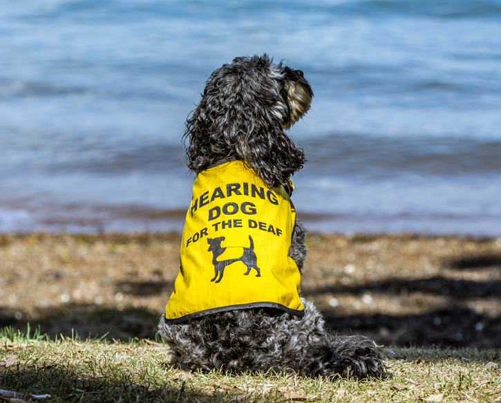 hearingdog